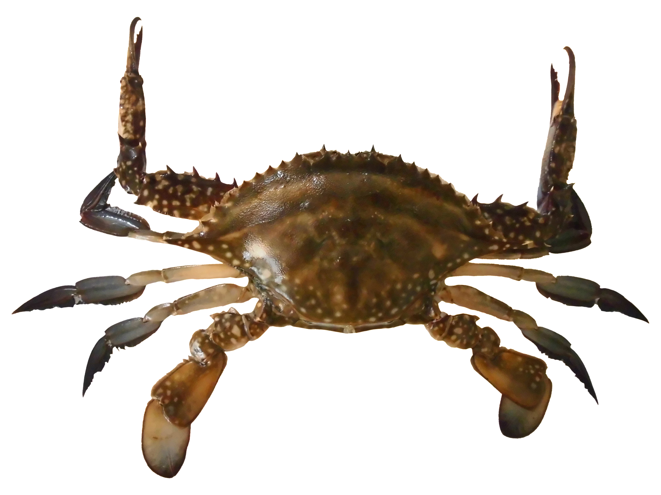 ベトナム産ワタリガニ